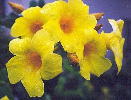 Allamanda